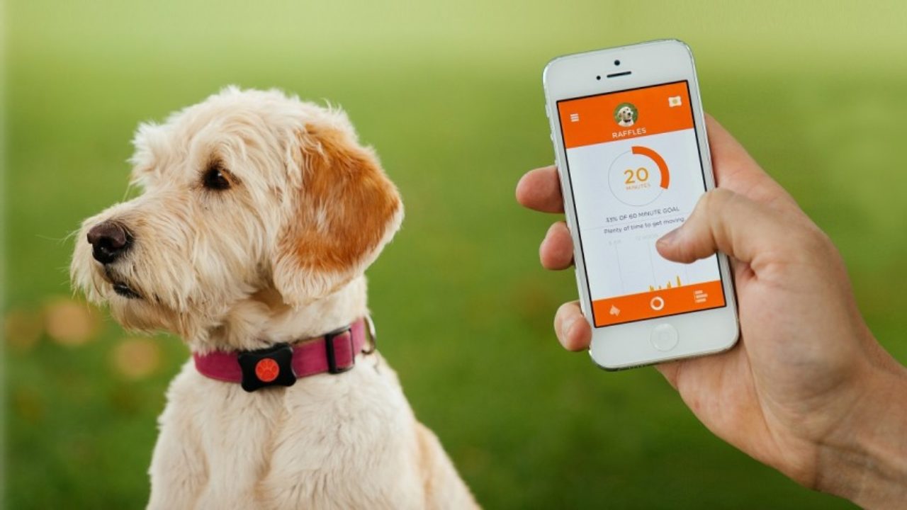 ✓ I migliori tracker GPS per cani e gatti